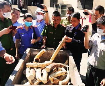 Viện KSND quận Hoàng Mai kiểm sát việc tiêu hủy ngà voi, sừng tê giác vận...